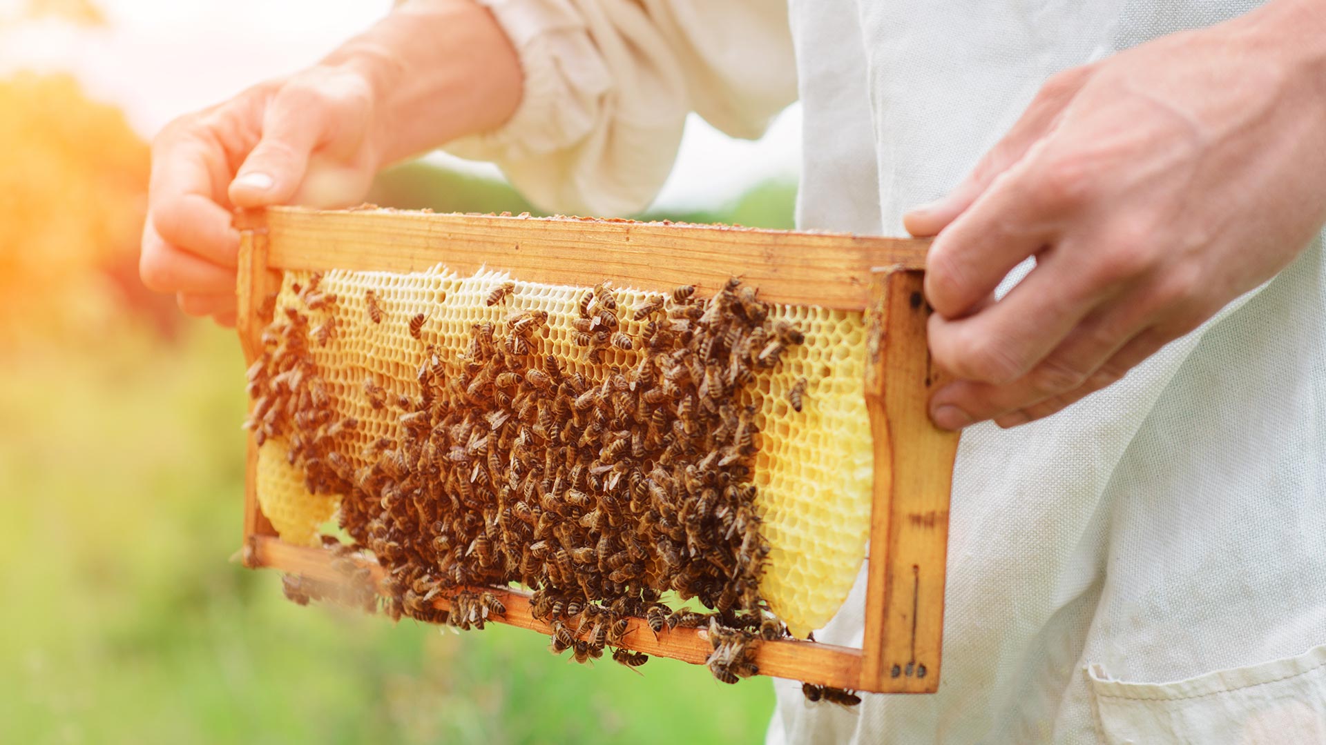 Приглашение на дистанционное обучение «Государственные требования к организации и ведению пчеловодства в Российской Федерации в 2023 году».