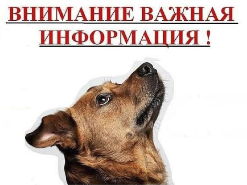 Порядок предотвращения причинения животными без владельцев вреда жизни или здоровью граждан.