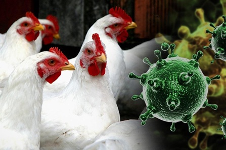 Высокопатогенный грипп птиц.