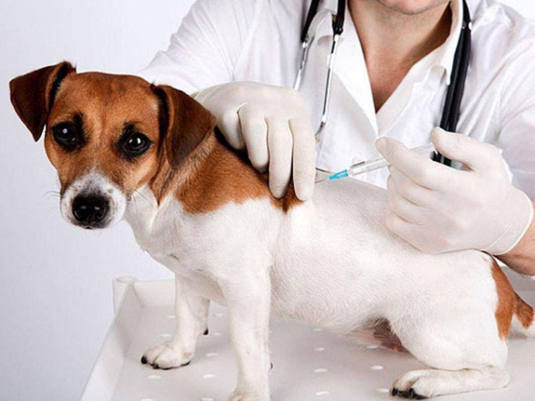 Бесплатная вакцинация против бешенства собак и кошек.